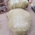 卫矛小苗，卫矛床苗，卫矛工程苗，卫矛40一60公分高
