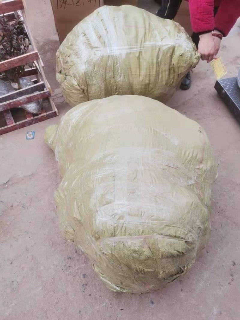 卫矛小苗，卫矛床苗，卫矛工程苗，卫矛40一60公分高
