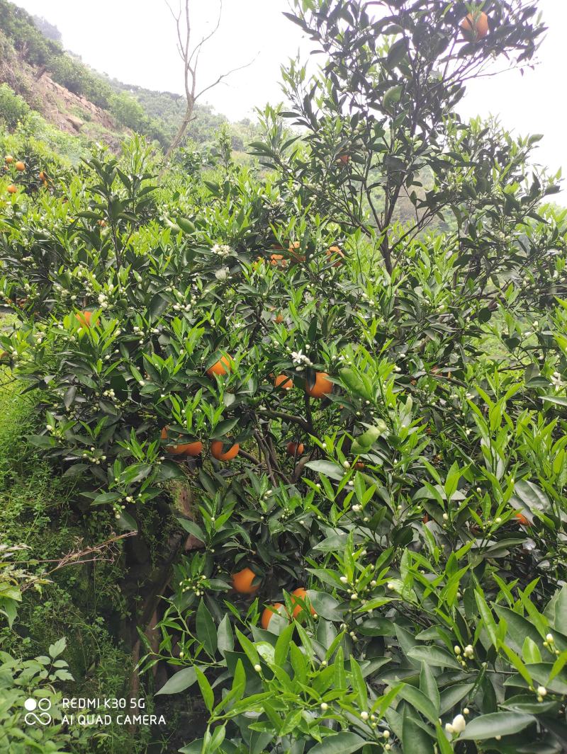 自家果园，湖北伦晚脐橙，纯甜橙子，大量供应，可代发