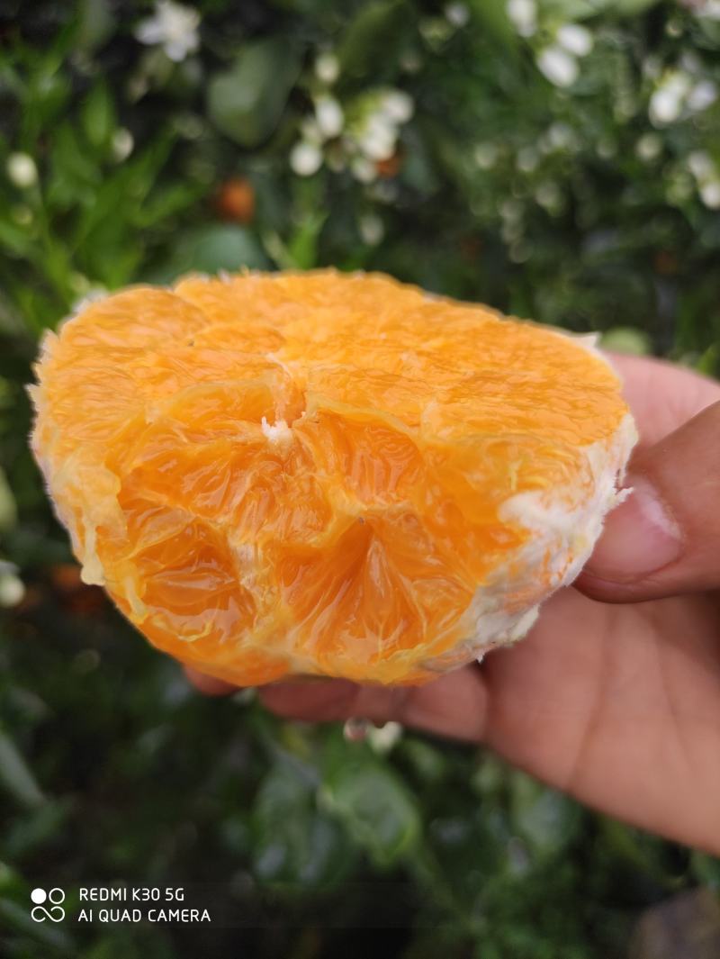 自家果园，湖北伦晚脐橙，纯甜橙子，大量供应，可代发
