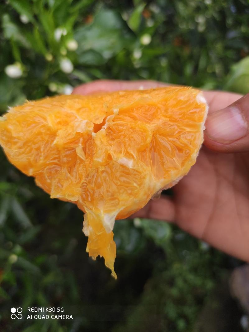 自家果园，湖北伦晚脐橙，纯甜橙子，大量供应，可代发