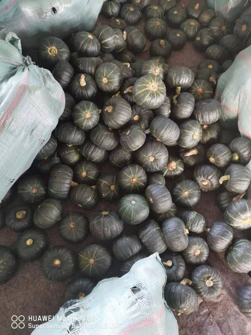 贝贝小南瓜粉糯香甜，包售后，也可做礼盒支持落地配