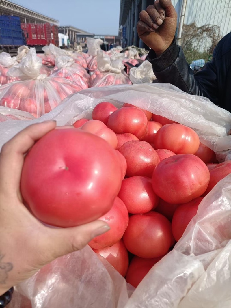 精品西红柿，货源充足发往南方北方各大市场，超市直供，