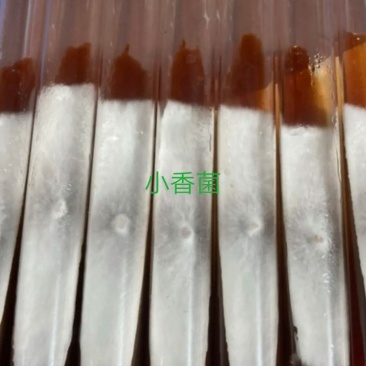 云南地区仿野生种植的小香菌（小香信）母种试管
