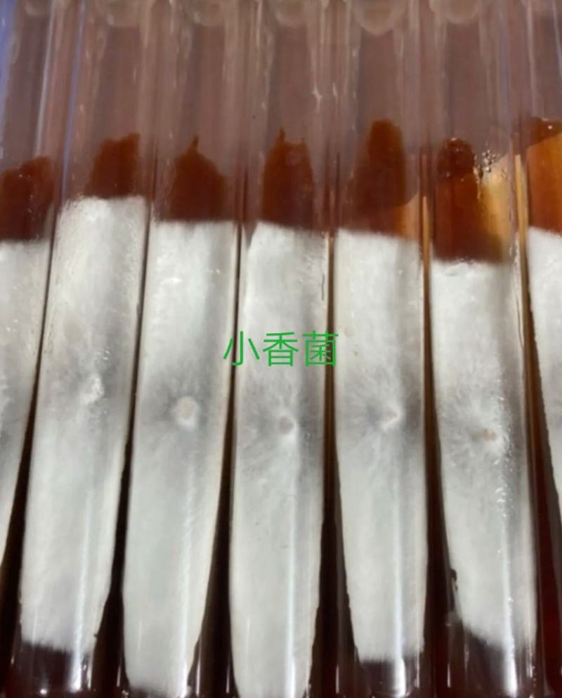 云南地区仿野生种植的小香菌（小香信）母种试管