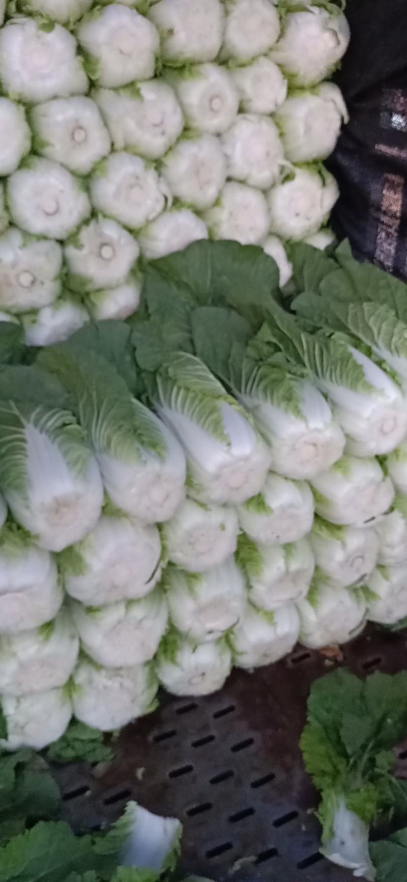 山东沂南工棚黄心白菜.净菜4-6斤无烧心无烧边全国发货
