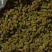新疆特产葡萄干无杂质货源充足支持视频看货