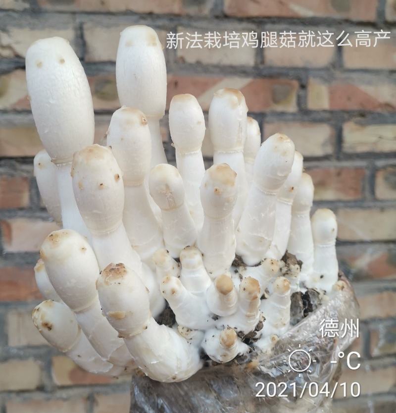 鸡腿菇母种原种栽培种，出菇包，栽培包成功