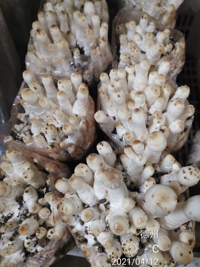 鸡腿菇母种原种栽培种，出菇包，栽培包成功
