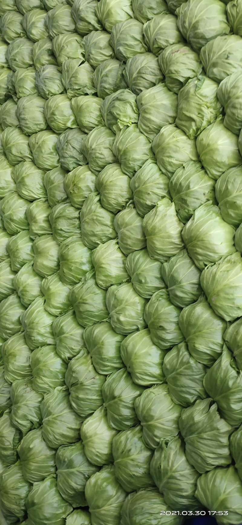 精品圆包菜，货源充足，发往个大市场，超市专供，产的直销