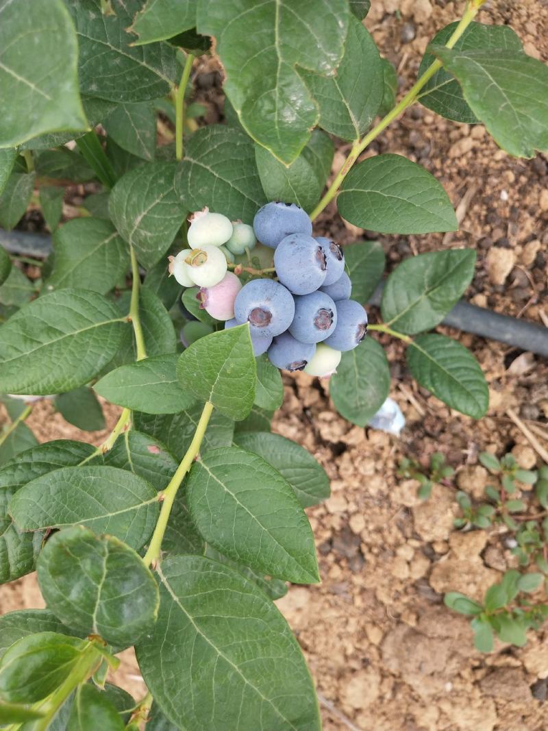 精品蓝莓