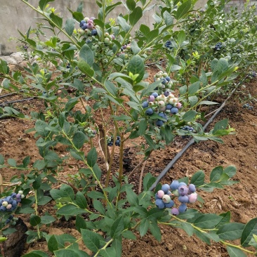 精品蓝莓