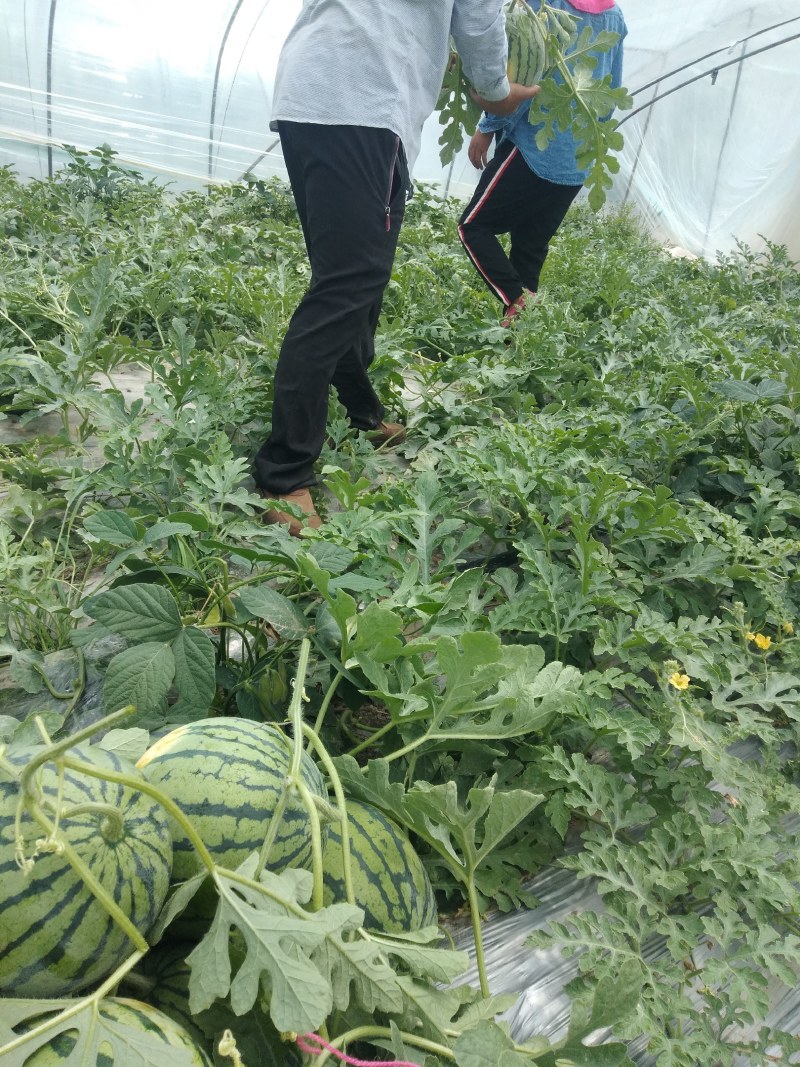 江苏嘉年华西瓜大量供应基地直发对接商超市场欢迎电话联系