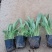 精品松果菊大量上市，基地直发，直消，欢迎各位老板致电洽