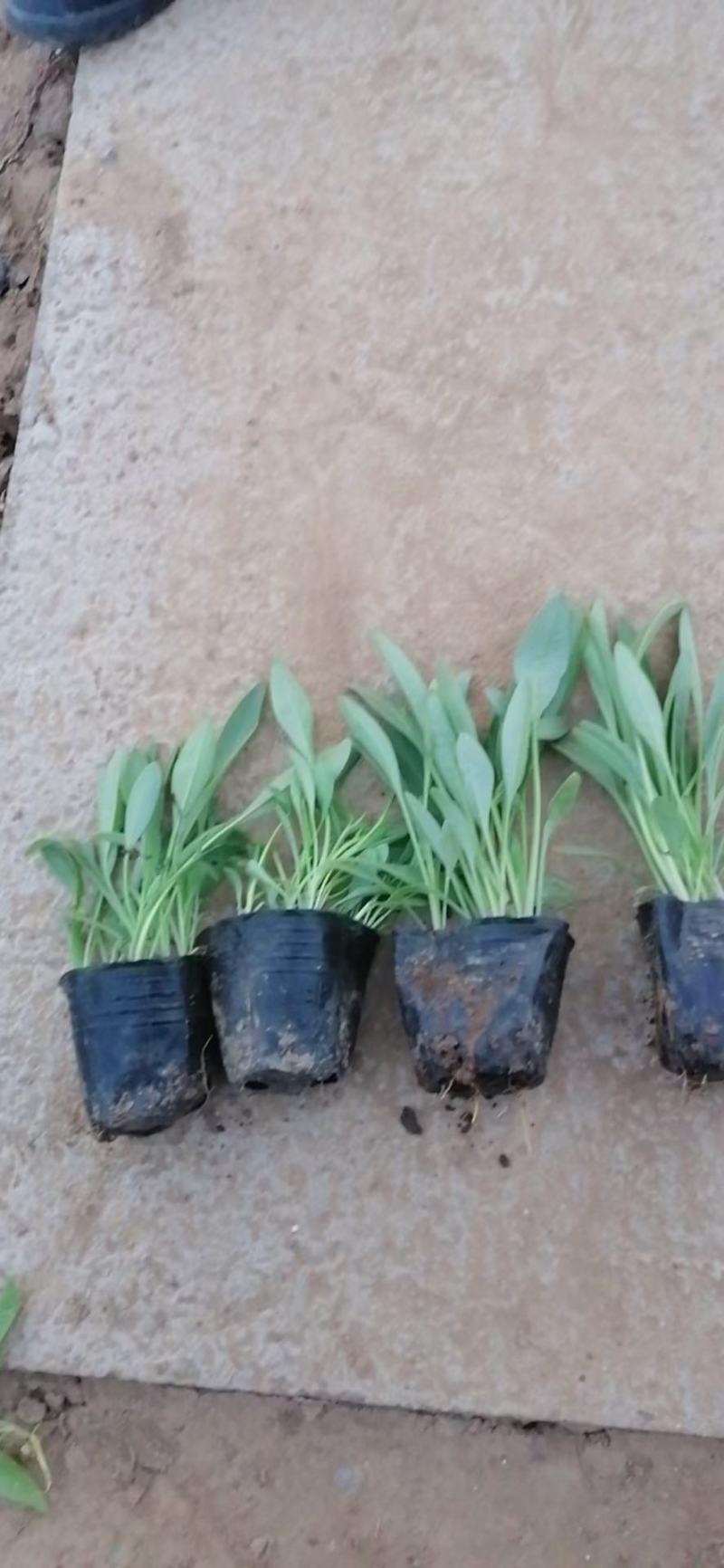 精品松果菊大量上市，基地直发，直消，欢迎各位老板致电洽