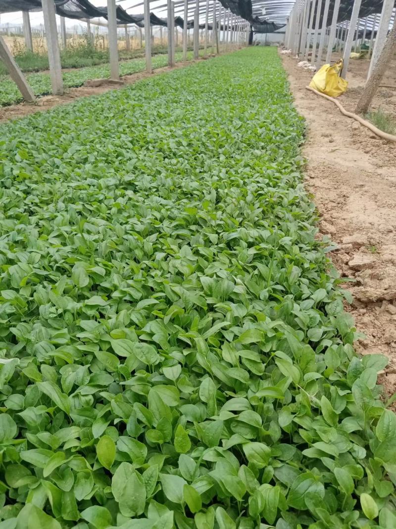 精品松果菊大量上市，基地直发，直消，欢迎各位老板致电洽