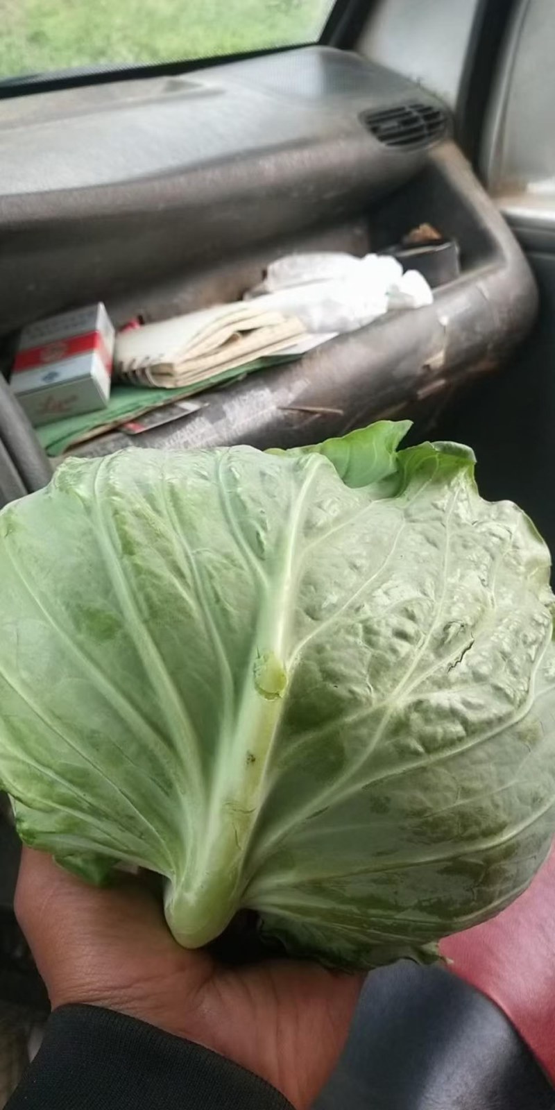 河南省新野县精品，四月美，大量上市