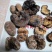 纯野生虎乳灵芝又名肉球菌，品质新货规格齐全