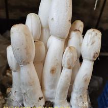 鸡腿菇母种原种栽培种，出菇包，栽培包成功