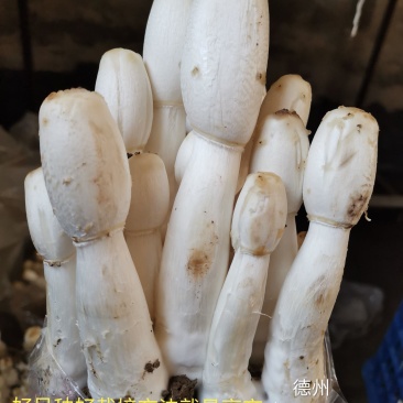 鸡腿菇母种原种栽培种，出菇包，栽培包成功