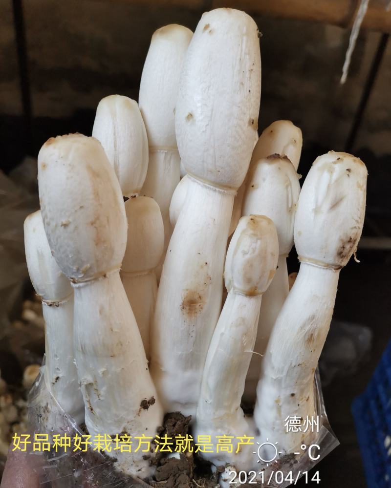 鸡腿菇母种原种栽培种，出菇包，栽培包成功