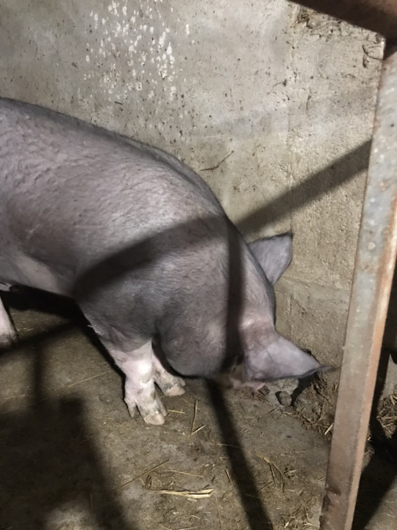 巴克夏种公猪调教好成品种猪全国送货上门货到付款