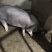 巴克夏种公猪调教好成品种猪全国送货上门货到付款
