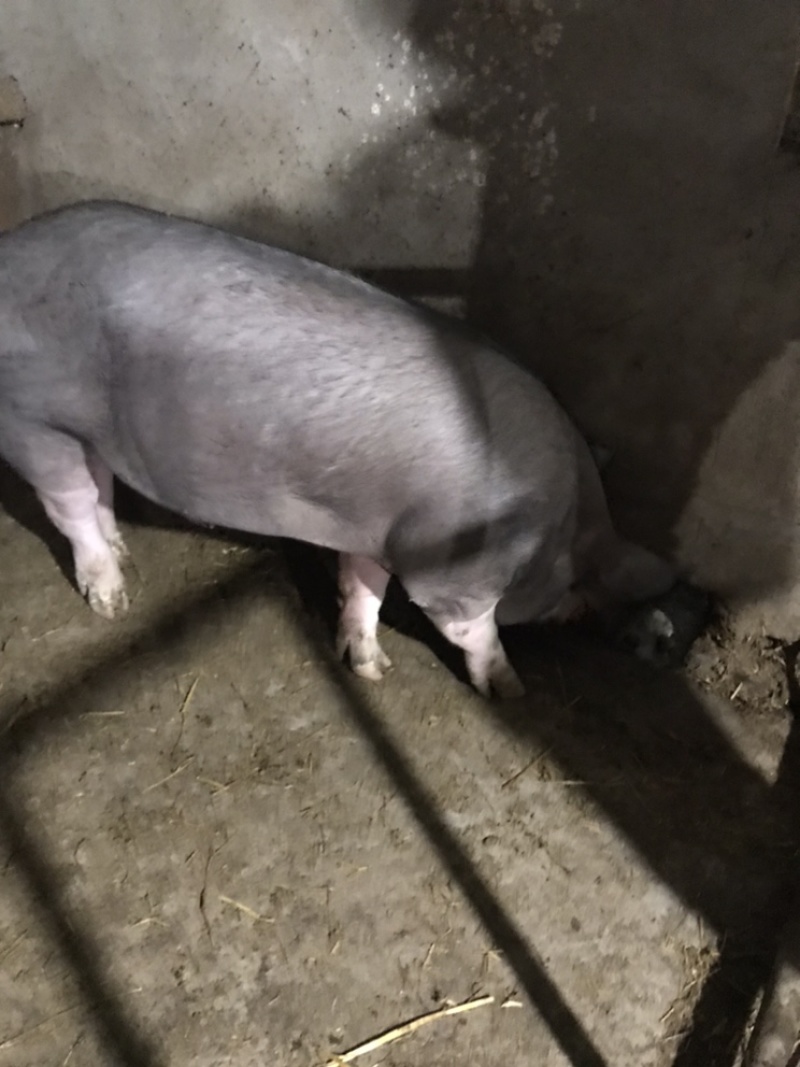 巴克夏种公猪调教好成品种猪全国送货上门货到付款