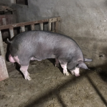 巴克夏种公猪调教好成品种猪全国送货上门货到付款