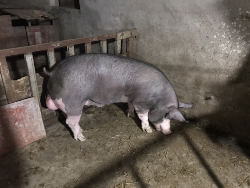 巴克夏种公猪调教好成品种猪全国送货上门货到付款