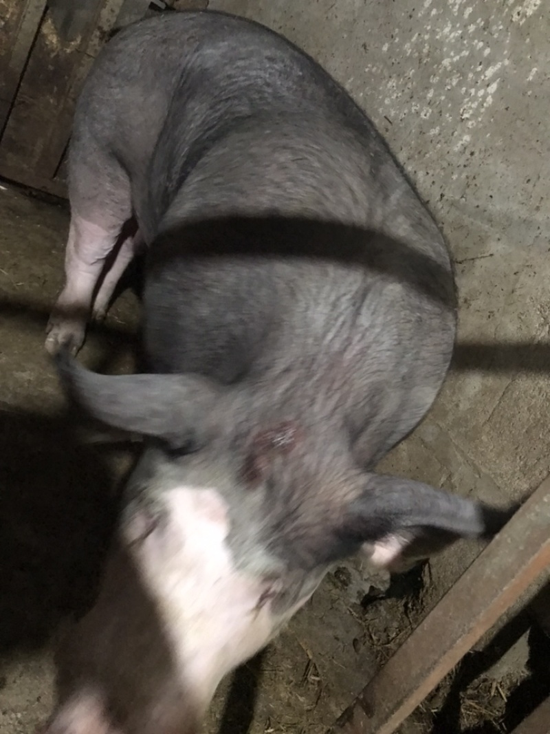 巴克夏种公猪调教好成品种猪全国送货上门货到付款