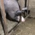巴克夏种公猪调教好成品种猪全国送货上门货到付款