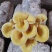 榆黄菇母种原种栽培种、菌包，栽培包成功