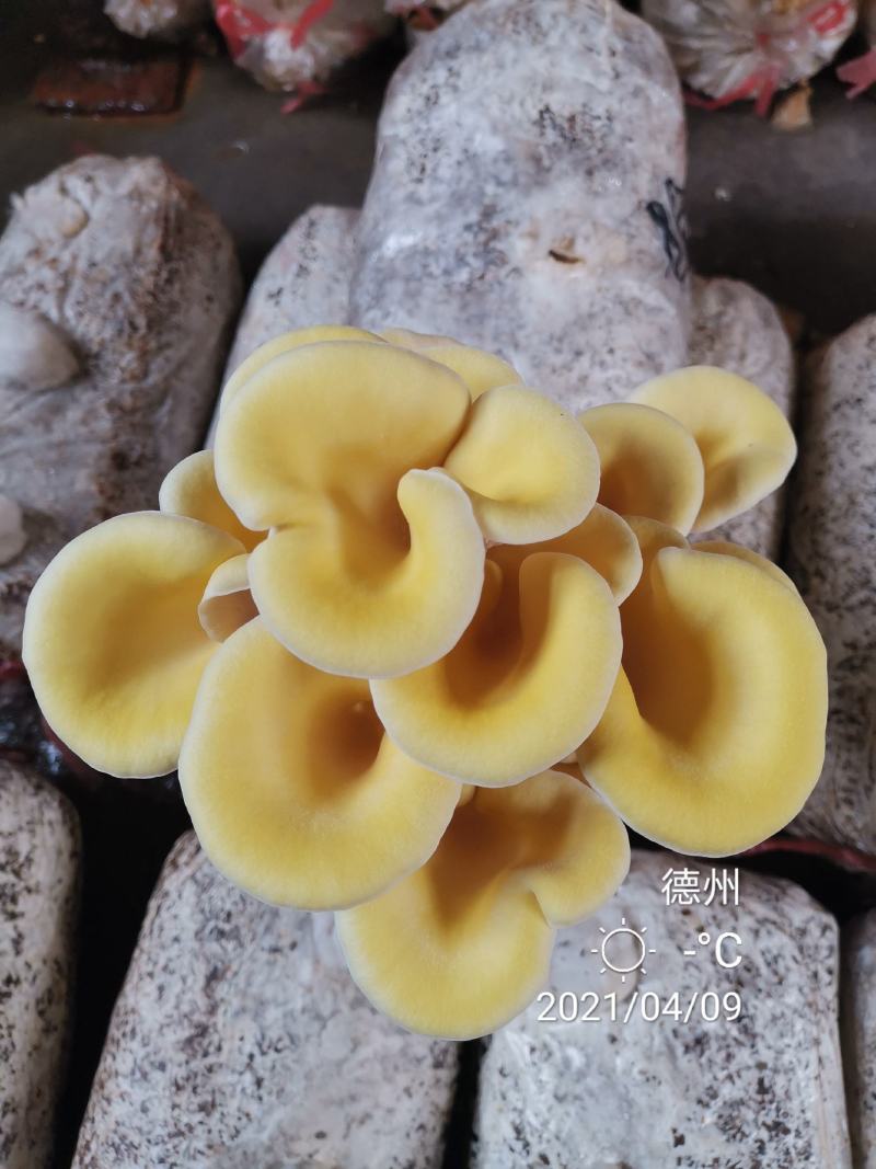 榆黄菇母种原种栽培种、菌包，栽培包成功