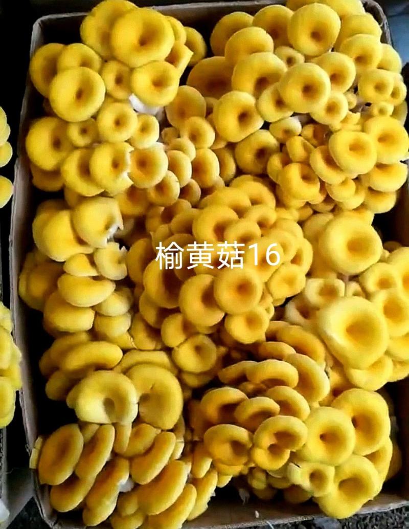 榆黄菇母种原种栽培种、菌包，栽培包成功
