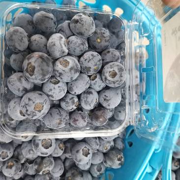云南优质蓝莓，价格美丽，果甜，可发空运，冷链车，或整车走