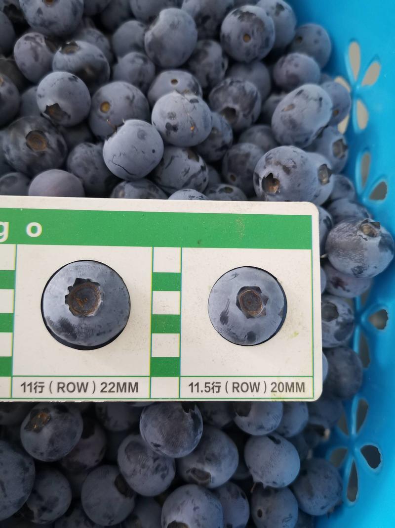 云南优质蓝莓，价格美丽，果甜，可发空运，冷链车，或整车走