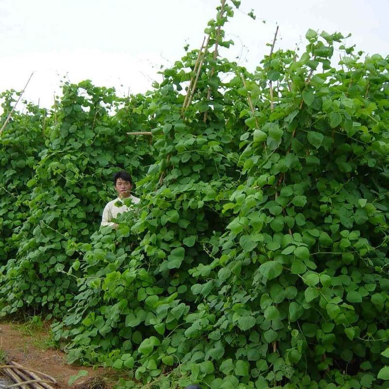 拉巴豆牧草种子固氮抗旱耐贫瘠防杂草高值改土