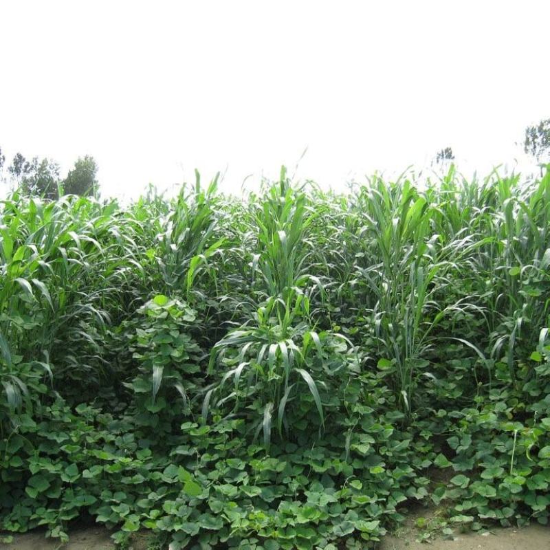拉巴豆牧草种子固氮抗旱耐贫瘠防杂草高值改土