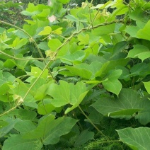 拉巴豆牧草种子固氮抗旱耐贫瘠防杂草高值改土