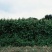 拉巴豆牧草种子固氮抗旱耐贫瘠防杂草高值改土