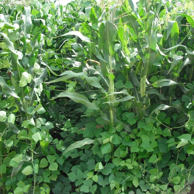 拉巴豆牧草种子固氮抗旱耐贫瘠防杂草高值改土