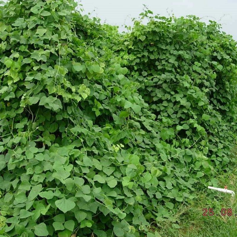 拉巴豆牧草种子固氮抗旱耐贫瘠防杂草高值改土