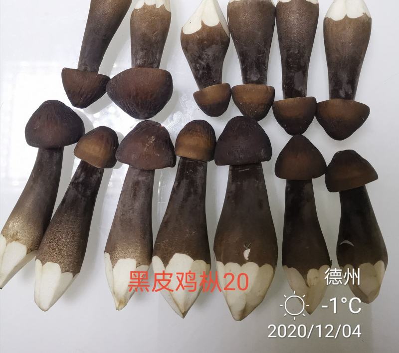 黑皮鸡枞菌，菌种，菌包，技术和产品。