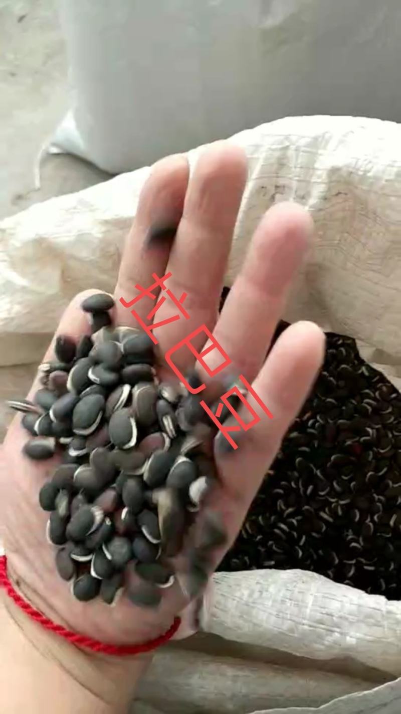 拉巴豆牧草种子固氮抗旱耐贫瘠防杂草高值改土