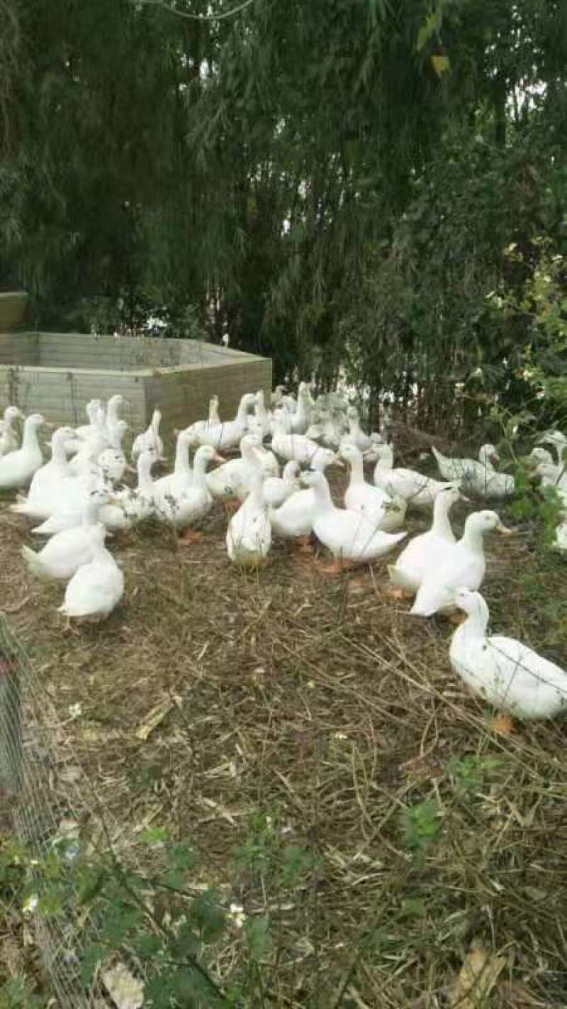 湛江现杀一点黑、（奥白星)肉鸭70天，白番母鸭（白切鸭）