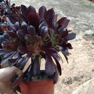 黑法师紫叶莲花掌。。欢迎询价