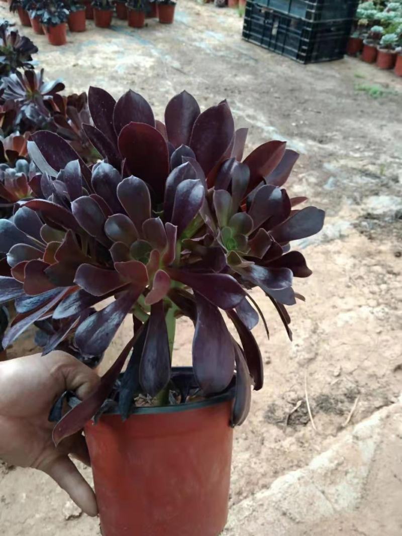 黑法师紫叶莲花掌。。欢迎询价