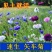 矢车菊花种四季易种活蓝色矢车菊种子室外庭院绿化耐寒花卉种