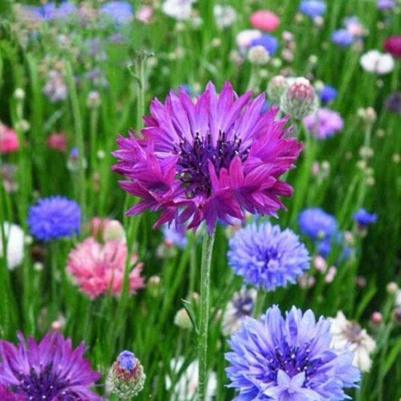 矢车菊花种四季易种活蓝色矢车菊种子室外庭院绿化耐寒花卉种
